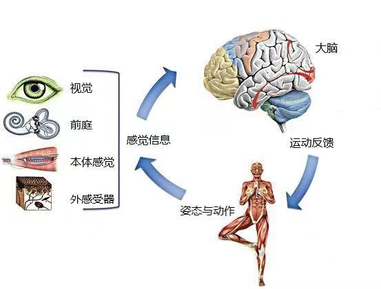 平衡功能的評(píng)定與訓(xùn)練